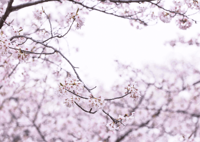 満開の桜