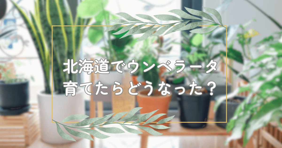 観葉植物でいっぱいの室内