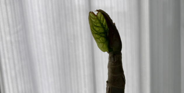 ウンベラータの芽