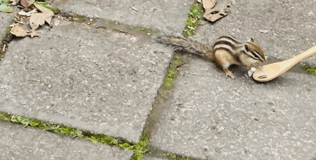 天狗山のシマリス園