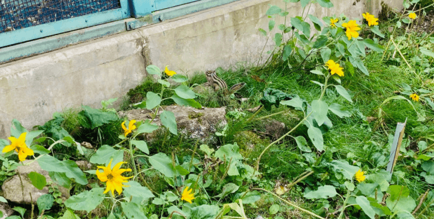 天狗山のシマリス園