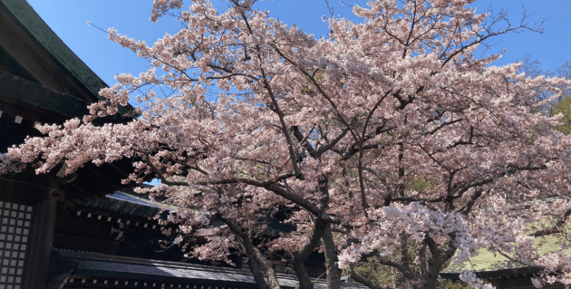 室蘭八幡宮の桜