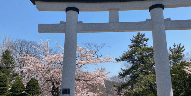 室蘭八幡宮の桜と鳥居
