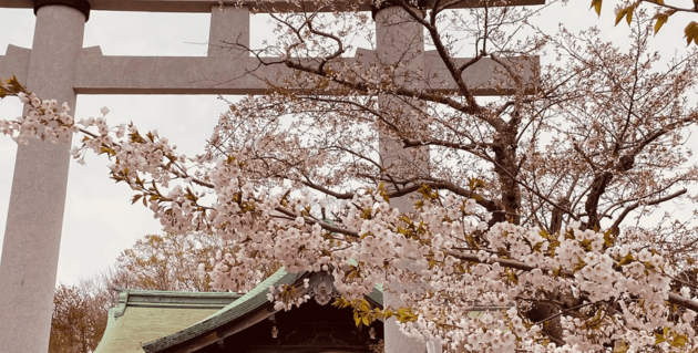 室蘭八幡宮の鳥居の前の桜