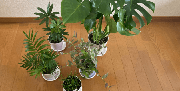 観葉植物おすすめセットの5鉢