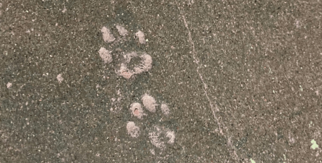 絵鞆小学校の猫の足跡