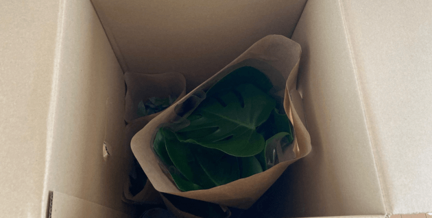 観葉植物おすすめセットの箱を開けた状態