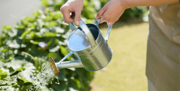 植物に水をあげる女性