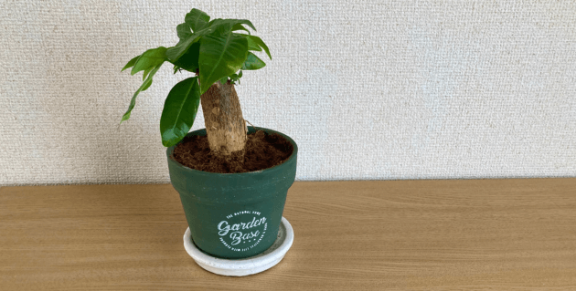 100均パキラ