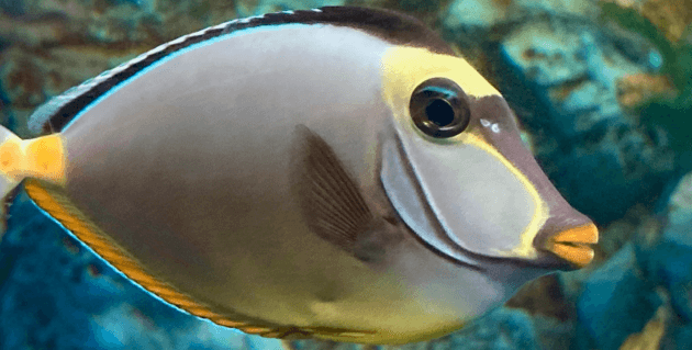 ウマヅラ
