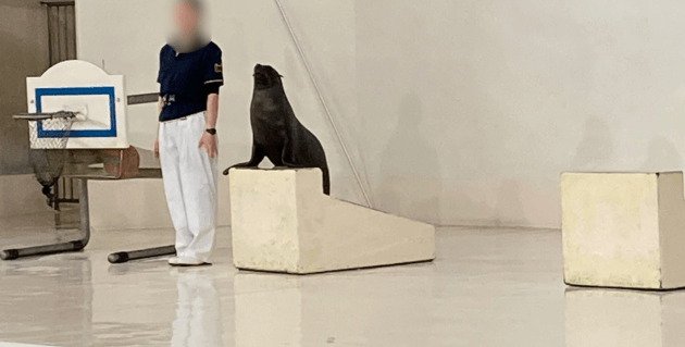 オットセイショー起立