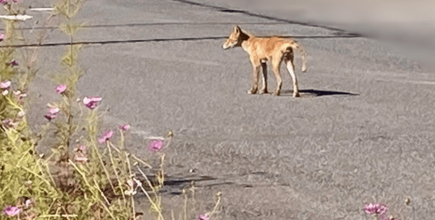 キタキツネ