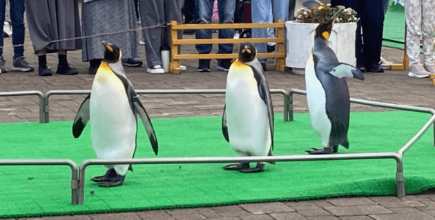 キングペンギン