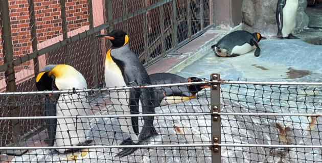 ペンギン館