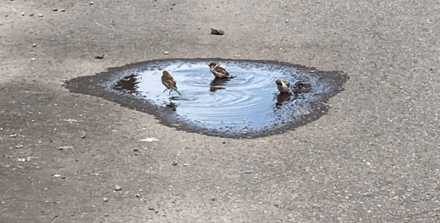 水浴びするすずめ