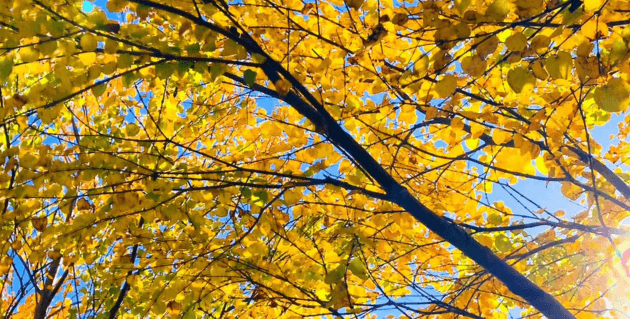紅葉