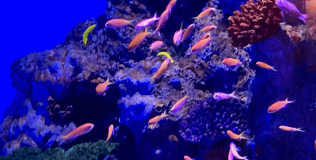 魚