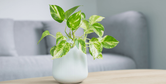 テーブルの上の観葉植物