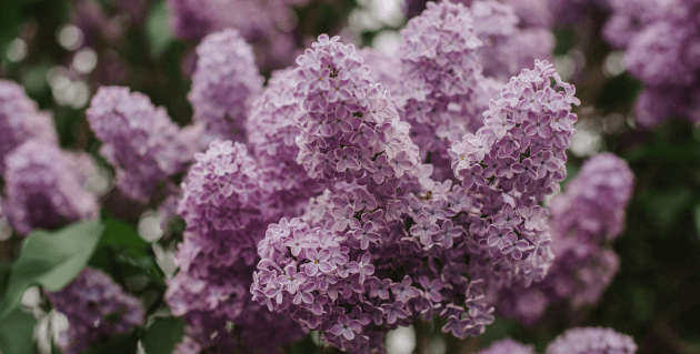 ライラックの花