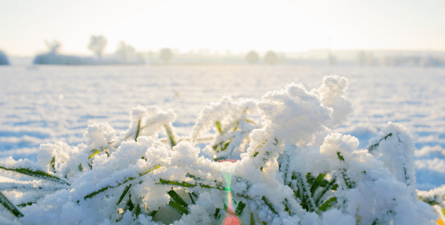 道路に積もる雪