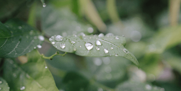 葉からこぼれる雨