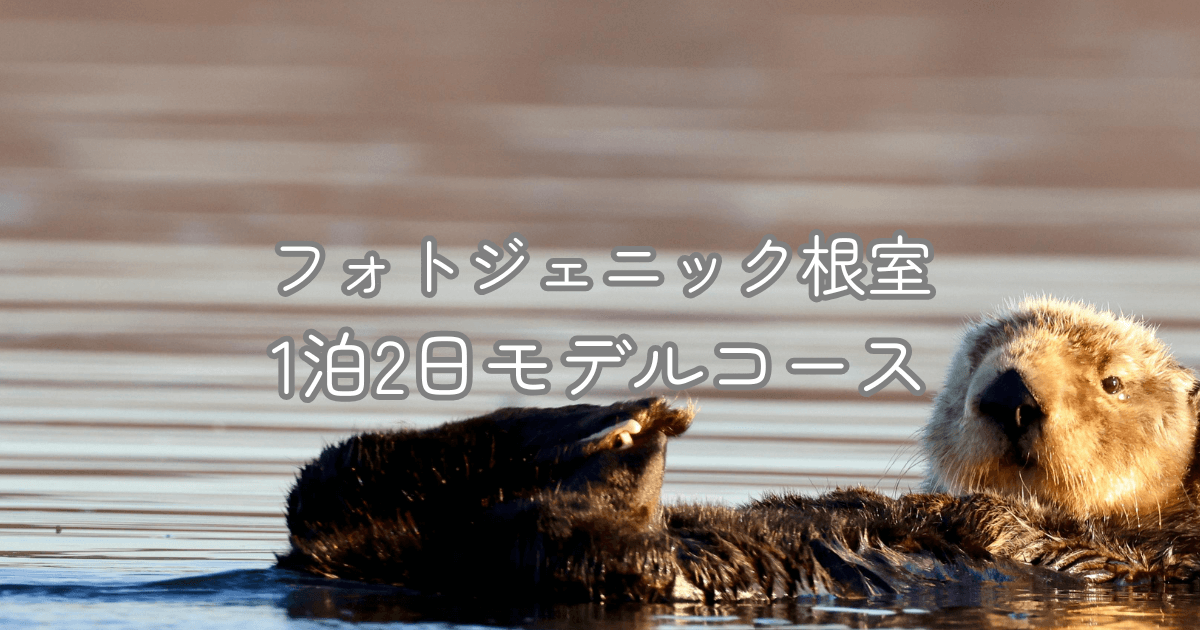 海に浮かぶラッコ