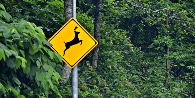 鹿飛び出し注意の看板